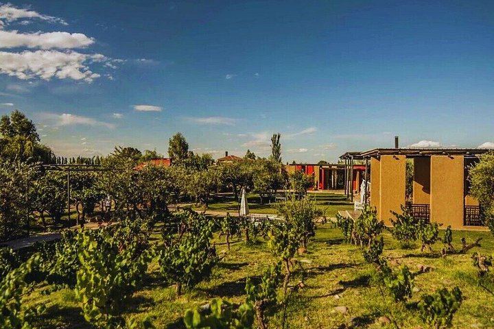 Private Transfer in Maipú: LAUR Olive Farm Tasting and Lunch at Casa El Enemigo (7/10)
