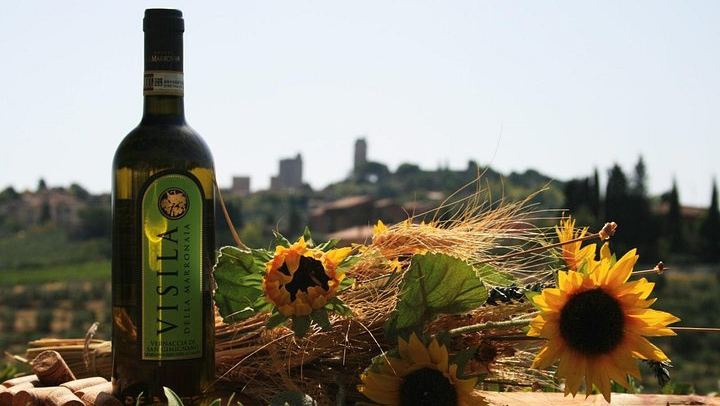 Private Vernaccia Vineyard Lunch with Wine and Olive Oil Tasting (1/10)