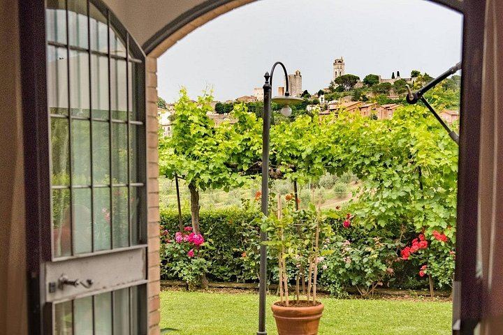 Private Vernaccia Vineyard Lunch with Wine and Olive Oil Tasting (10/10)