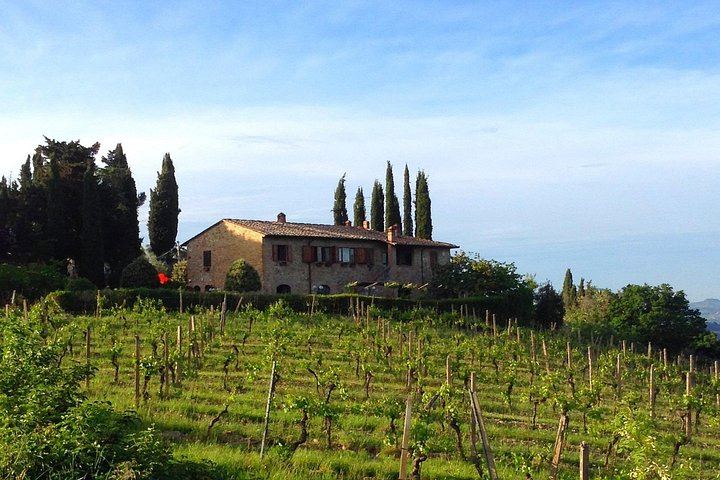 Private Vernaccia Vineyard Lunch with Wine and Olive Oil Tasting (9/10)