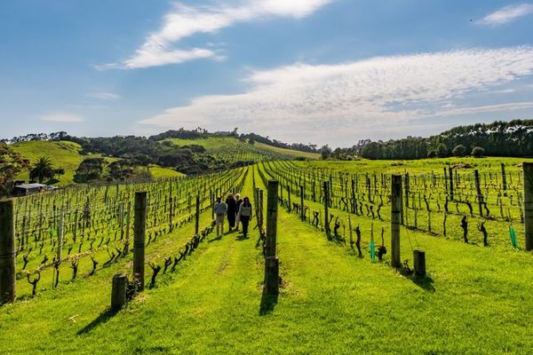 Private Waiheke Food and Wine Tour: Olive Oil, Honey, Vineyard Lunch, Qualmark Gold