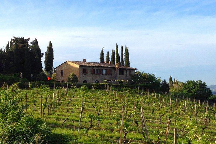 Podere la Marronaia Organic Wine and Olive Oil Tasting, San Gimignano (8/11)