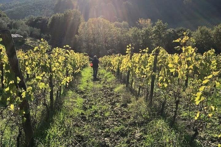 Podere la Marronaia Organic Wine and Olive Oil Tasting, San Gimignano (11/11)