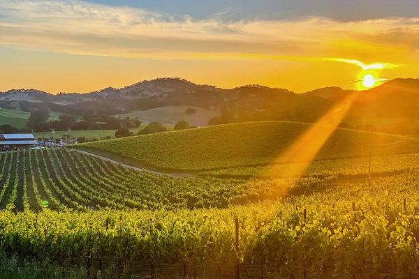 Private Wine Country Tour by Luxury SUV with a Professional Photographer