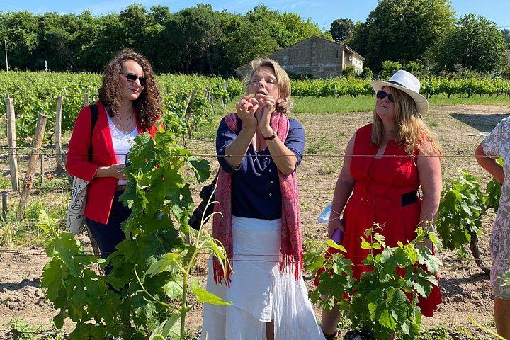 Private Saint-Émilion Insider Day: Limestone Caves, Organic Family Estate (3/12)