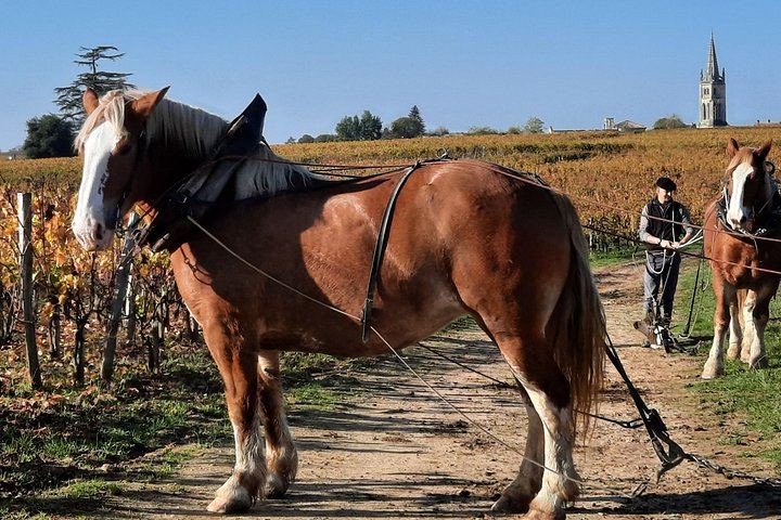 Private Saint-Émilion Insider Day: Limestone Caves, Organic Family Estate (5/12)
