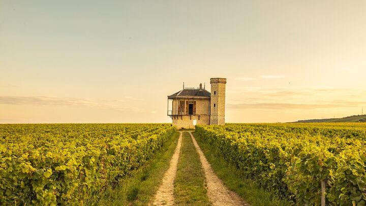 Private Côte de Nuits and Côte de Beaune Wine Tour by Minivan with a Native Expert Guide (1/7)