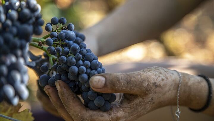 Private Côte de Nuits and Côte de Beaune Wine Tour by Minivan with a Native Expert Guide (4/7)