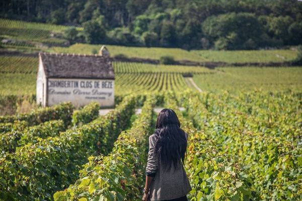 Private Côte de Nuits and Côte de Beaune Wine Tour by Minivan with a Native Expert Guide