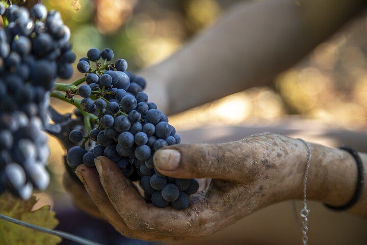 Full-Day Private Côte de Beaune Chardonnay Tour by Minivan with a Native Wine Guide (6/9)