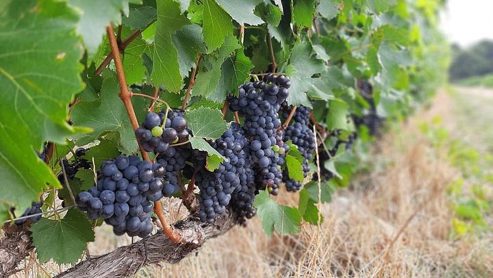 Private Half or Full-Day Cape Winelands Wine Tour: Stellenbosch, Franschhoek, Paarl (3/12)