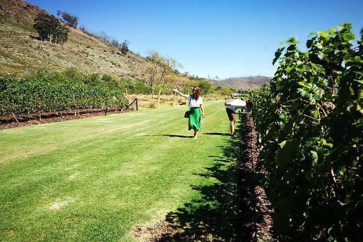 Private Half or Full-Day Cape Winelands Wine Tour: Stellenbosch, Franschhoek, Paarl (11/12)