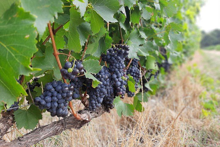 Private Half or Full-Day Cape Winelands Wine Tour: Stellenbosch, Franschhoek, Paarl (3/12)