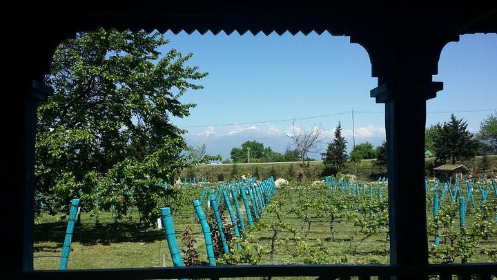 Private Wine Day from Tbilisi: Tsinandali Estate, Shumi Winery and Shuamta (3/12)