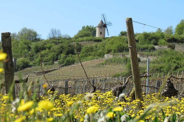 Private Driver-Guide Wine Day Trip from Paris to Beaune, Pommard and Meursault