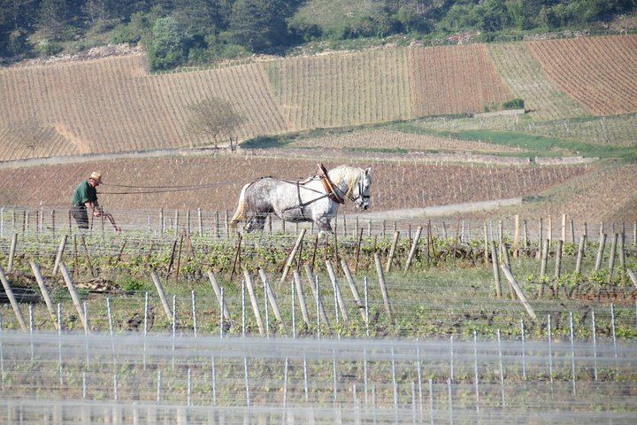 Private Driver-Guide Wine Day Trip from Paris to Beaune, Pommard and Meursault (10/10)