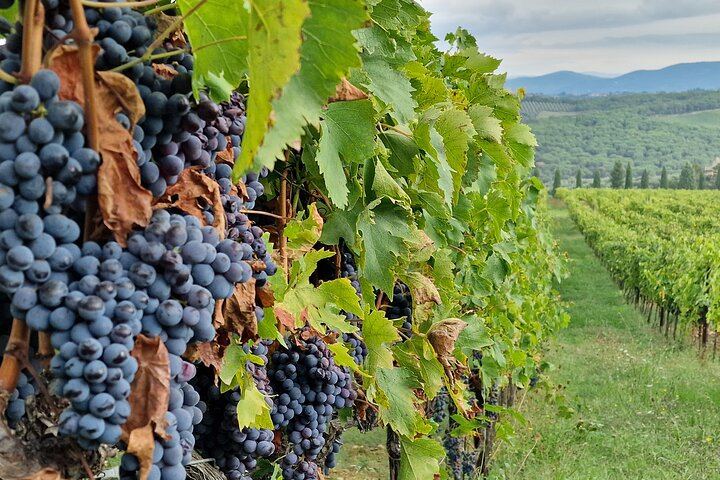 Private Chianti Classico Tour by Mercedes E-Class: Poggio Amorelli Lunch, Gabbiano Castle (7/12)