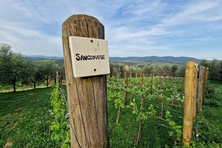 Private Chianti Classico Tour by Mercedes E-Class: Poggio Amorelli Lunch, Gabbiano Castle (6/12)