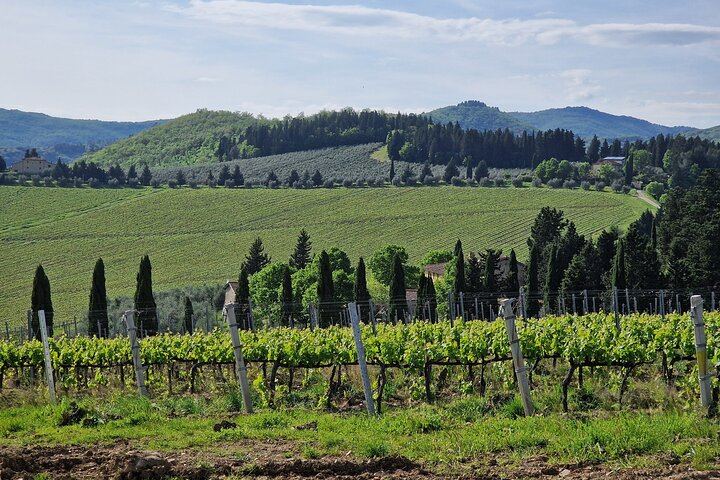 Private Chianti Classico Tour by Mercedes E-Class: Poggio Amorelli Lunch, Gabbiano Castle (10/12)