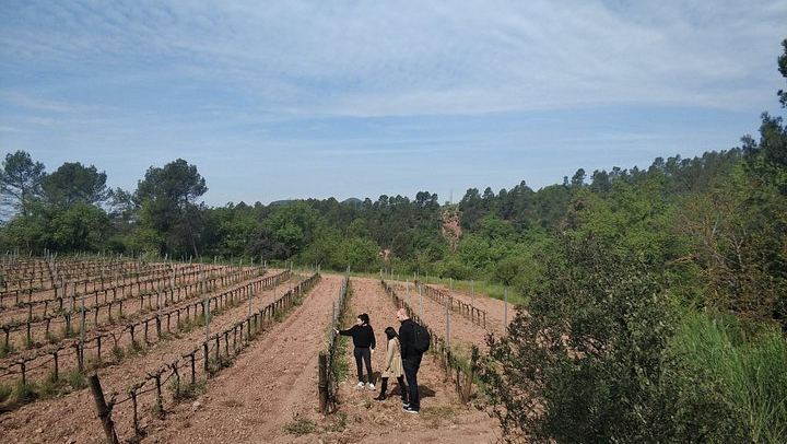 Half-Day Private Pla de Bages Wine and Olive Oil Tasting from Barcelona, Montserrat Views (4/12)