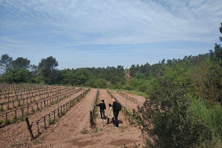 Half-Day Private Pla de Bages Wine and Olive Oil Tasting from Barcelona, Montserrat Views (4/12)