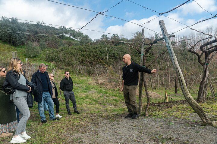 Private Vesuvius Vineyard Walk and Wine Lunch, NWT Sommelier, Transfer from Naples (10/12)