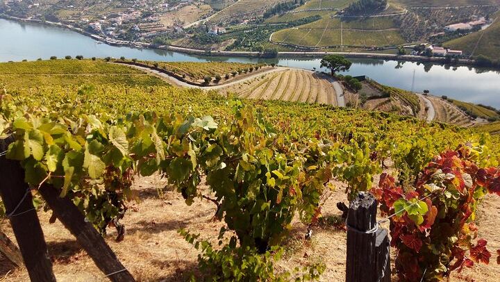 Private Douro Wine Lovers' Tour: Vineyard Walk, Boutique Family Winery and Hotel Pickup (1/9)