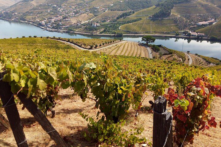 Private Douro Wine Lovers' Tour: Vineyard Walk, Boutique Family Winery and Hotel Pickup (1/9)