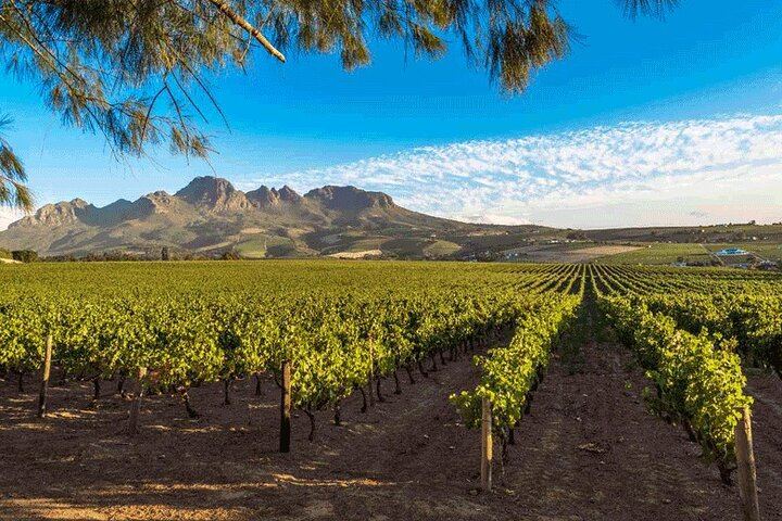 Private Winelands Wine Tasting: Stellenbosch and Franschhoek from Cape Town (8/8)
