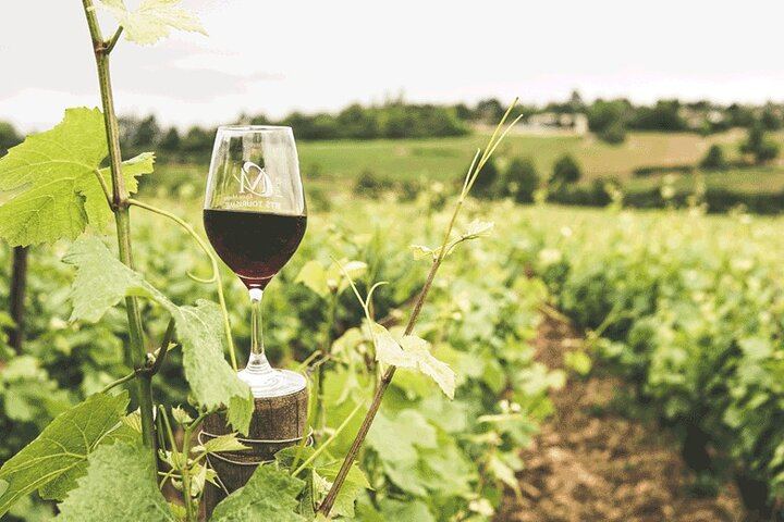 Private Winelands Wine Tasting: Stellenbosch and Franschhoek from Cape Town (2/8)