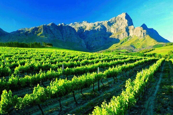 Private Winelands Wine Tasting: Stellenbosch and Franschhoek from Cape Town (4/8)