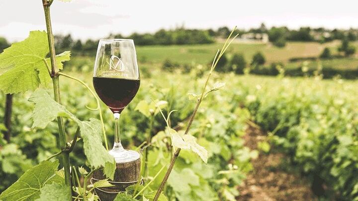 Private Winelands Wine Tasting: Stellenbosch and Franschhoek from Cape Town (2/8)