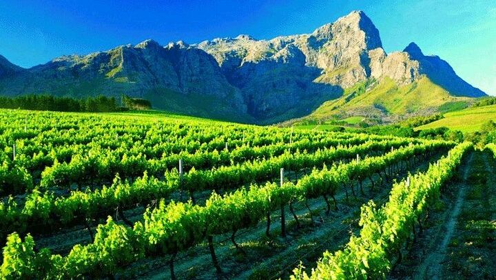 Private Winelands Wine Tasting: Stellenbosch and Franschhoek from Cape Town (4/8)