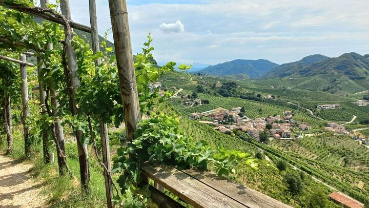 Prosecco DOCG Day Trip from Venice or Treviso: Cartizze Vineyards and 2 Historic Wineries (1/12)