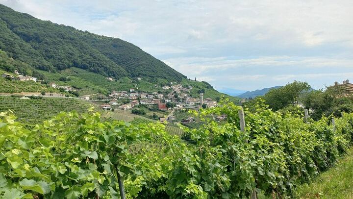 Prosecco DOCG Day Trip from Venice or Treviso: Cartizze Vineyards and 2 Historic Wineries (2/12)