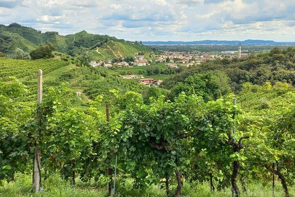 Prosecco DOCG Day Trip from Venice or Treviso: Cartizze Vineyards and 2 Historic Wineries