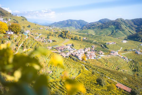Prosecco Hills Wine Tours