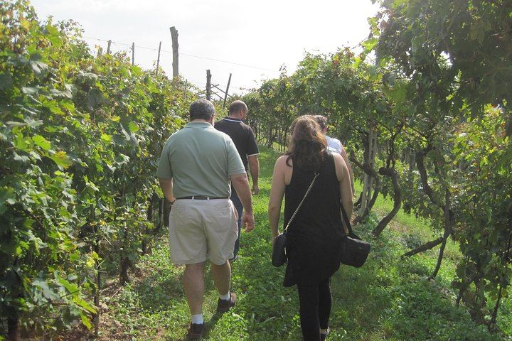 Full-Day Prosecco Tour from Venice Tronchetto: Sommelier Guide, Two Wineries and Lunch (5/8)