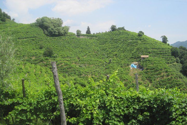 Full-Day Prosecco Tour from Venice Tronchetto: Sommelier Guide, Two Wineries and Lunch (2/8)