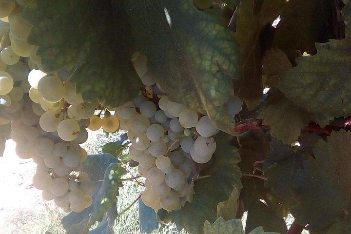 Full-Day Prosecco Tour from Treviso Station: Sommelier Guide, 2 Family Wineries (5/12)