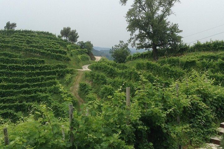Full-Day Prosecco Tour from Treviso Station: Sommelier Guide, 2 Family Wineries (8/12)
