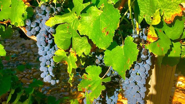 Small-Group Half-Day Wine Tour from Avignon via Gigondas and Châteauneuf-du-Pape (3/4)