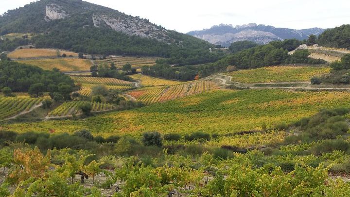Small-Group Half-Day Wine Tour from Avignon via Gigondas and Châteauneuf-du-Pape (1/4)