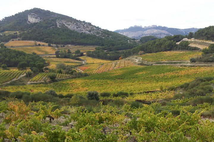 Small-Group Half-Day Wine Tour from Avignon via Gigondas and Châteauneuf-du-Pape (1/4)