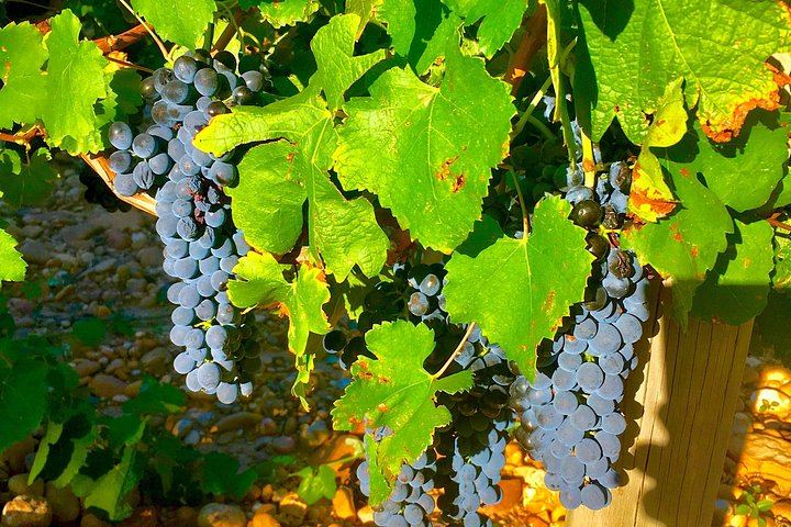 Small-Group Half-Day Wine Tour from Avignon via Gigondas and Châteauneuf-du-Pape (3/4)