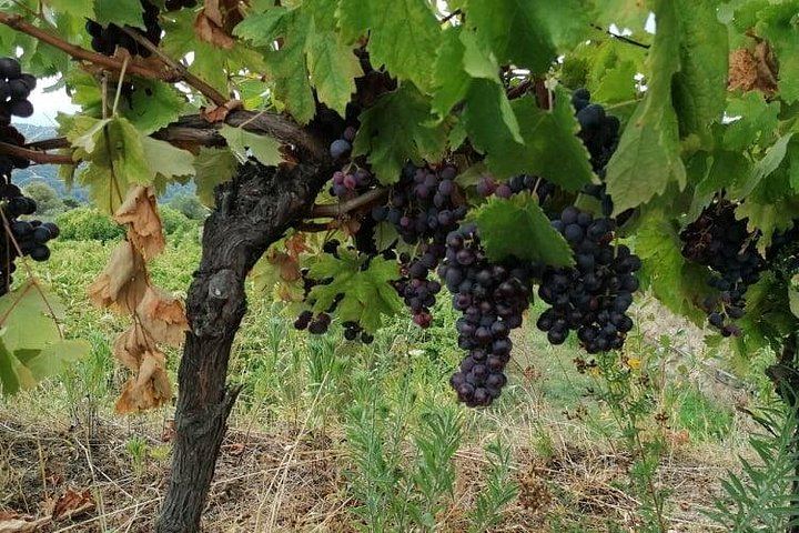 Bellet Hill Organic Wine Half Day from Nice: Two Vineyards and Provence Bites (9/11)