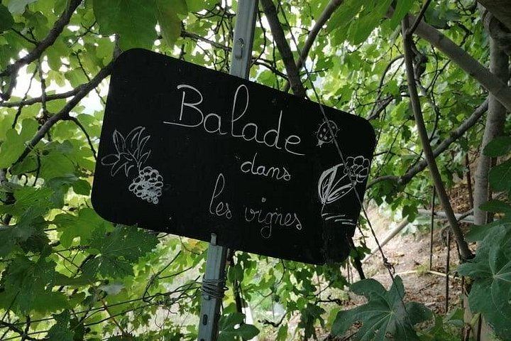 Bellet Hill Organic Wine Half Day from Nice: Two Vineyards and Provence Bites (10/11)
