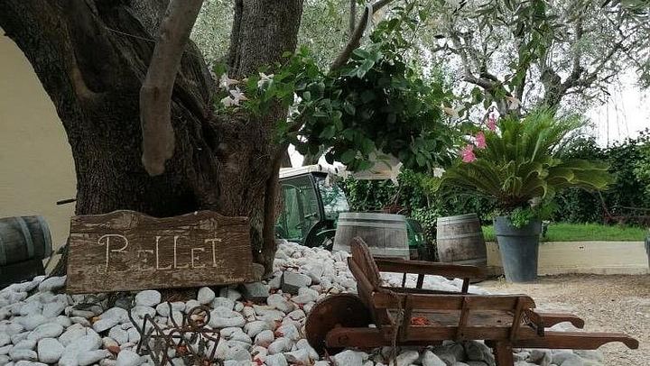 Bellet Hill Organic Wine Half Day from Nice: Two Vineyards and Provence Bites (3/11)