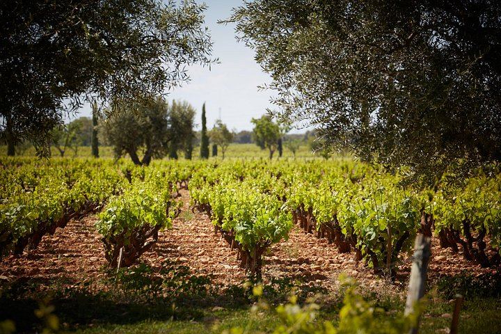 Private Full-Day Provence Wine Tour in the Var: Les Arcs-sur-Argens Châteaux and Tastings (8/8)