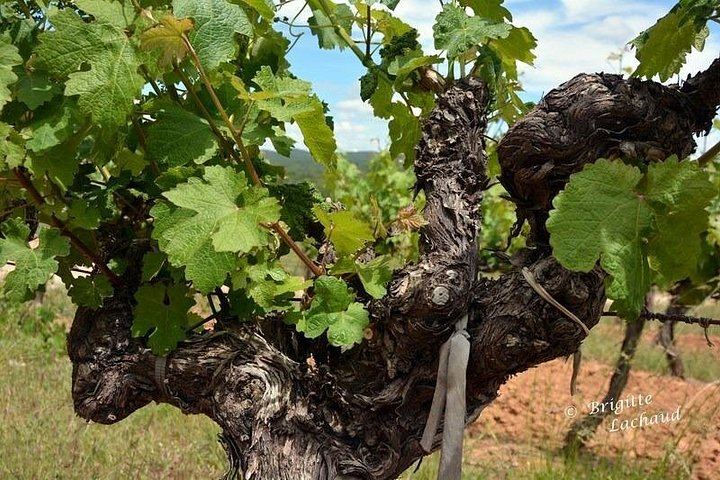 Private Full-Day Provence Wine Tour in the Var: Les Arcs-sur-Argens Châteaux and Tastings (7/8)